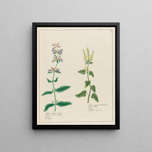 Petr Martynovich Gofman - Salvia hortensis major and Salvia agrestis.webp