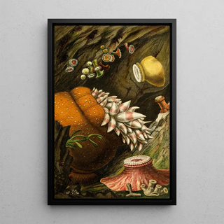 Philip Henry Gosse - Corynactis viridis Bolocera eques Zoanthus sulcatus Z Alderi Z Couchii.webp