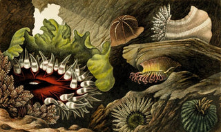 Philip Henry Gosse - Tealia crassicornis Bunodes gemmacea B Ballii B Thallia.webp