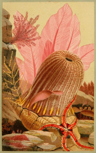Philip Henry Gosse - The Parasitic Anemone.webp