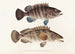 Faune japonaise Pl006 - Philipp Franz Balthasar von Siebold — artwork view