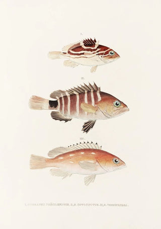 Philipp Franz Balthasar von Siebold - Fauna japonica Pl007.webp