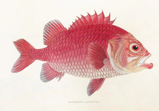 Philipp Franz Balthasar von Siebold - Fauna japonica Pl015.webp