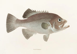 Philipp Franz Balthasar von Siebold - Fauna japonica Pl040.webp