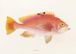 Philipp Franz Balthasar von Siebold - Fauna japonica Pl043.webp