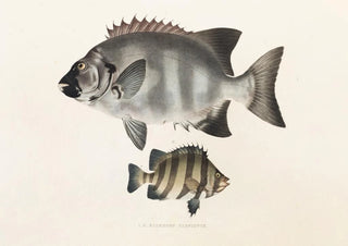 Philipp Franz Balthasar von Siebold - Fauna japonica Pl059.webp