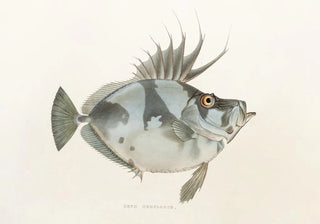 Philipp Franz Balthasar von Siebold - Fauna japonica Pl079.webp