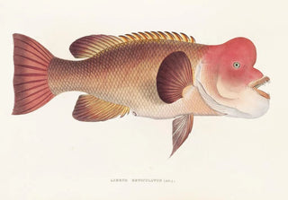 Philipp Franz Balthasar von Siebold - Fauna japonica Pl100.webp