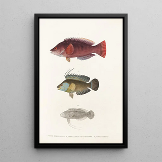 Philipp Franz Balthasar von Siebold - Fauna japonica Pl102.webp