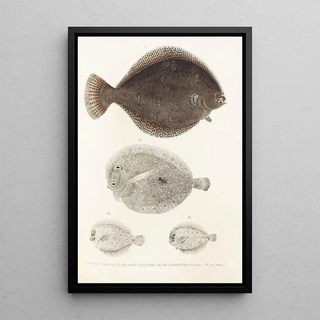 Philipp Franz Balthasar von Siebold - Fauna japonica Pl109.webp