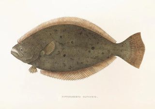 Philipp Franz Balthasar von Siebold - Fauna japonica Pl111.webp