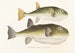 Japanse fauna Pl139 - Philipp Franz Balthasar von Siebold — weergave van het kunstwerk
