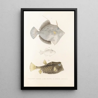 Philipp Franz Balthasar von Siebold - Fauna japonica Pl147.webp