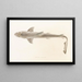 Fauna Japonica Pl151 - Philipp Franz Balthasar von Siebold — framed artwork on a wall