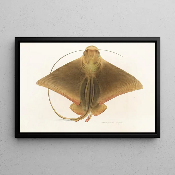 Philipp Franz Balthasar von Siebold - Fauna japonica Pl159.webp