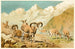 Bharal - Pierre Jacques Smit — artwork view