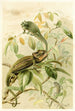 Caméléons - Pierre Jacques Smit — artwork view