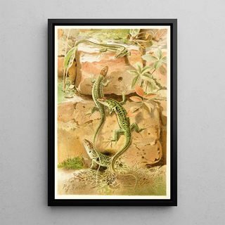 Pierre Jacques Smit - Wall Lizards.webp