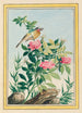 Plants of China Pl005 - Pierre Joseph Buchoz — artwork view