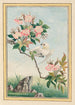 Planten de China Pl007 - Pierre Joseph Buchoz — weergave van het kunstwerk