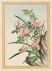 Planten de Chine Pl008 - Pierre Joseph Buchoz — weergave van het kunstwerk