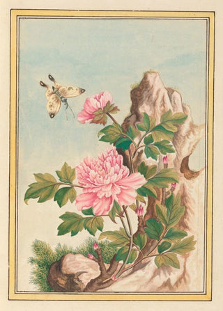 Pierre Joseph Buchoz - Plantes de Chine Pl010.webp