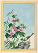 Planten de China Pl019 - Pierre Joseph Buchoz — weergave van het kunstwerk