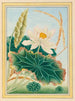 Planten uit China, plaat 28 - Pierre-Joseph Buchoz — weergave van de botanische prent