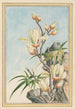 Planten de Chine Pl032 - Pierre Joseph Buchoz — weergave van het kunstwerk