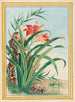Planten de China Pl034 - Pierre Joseph Buchoz — weergave van het kunstwerk
