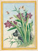 Planten van China Pl.036 - Pierre Joseph Buchoz — weergave van het kunstwerk