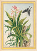Planten de China Pl041 - Pierre Joseph Buchoz — weergave van het kunstwerk