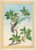 Planten de Chine Pl067 - Pierre Joseph Buchoz — weergave van het kunstwerk