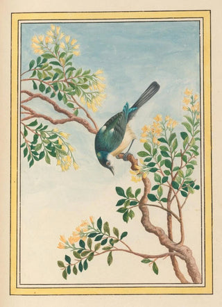 Pierre Joseph Buchoz - Plantes de Chine Pl068.webp