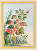 Planten van China Pl.084 - Pierre Joseph Buchoz — weergave van het kunstwerk