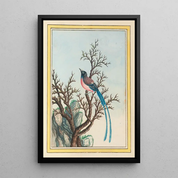 Pierre Joseph Buchoz - Plantes de Chine Pl099.webp