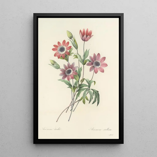 Pierre Joseph Redout - Choix des plus belles fleurs pl 009.webp