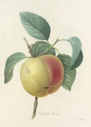 Pierre Joseph Redout - Choix des plus belles fleurs pl 014.webp