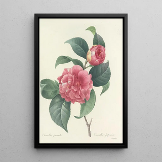 Pierre Joseph Redout - Choix des plus belles fleurs pl 018.webp