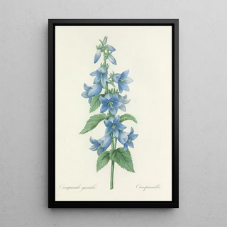 Pierre Joseph Redout - Choix des plus belles fleurs pl 021.webp