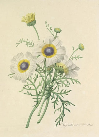 Pierre Joseph Redout - Choix des plus belles fleurs pl 024.webp