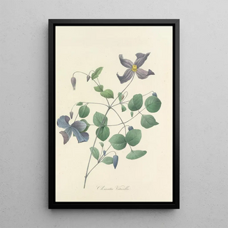 Pierre Joseph Redout - Choix des plus belles fleurs pl 025.webp