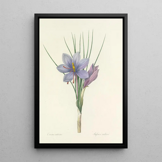 Pierre Joseph Redout - Choix des plus belles fleurs pl 028.webp