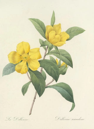 Pierre Joseph Redout - Choix des plus belles fleurs pl 035.webp