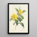 Choice of the most beautiful flowers pl 035 - Pierre Joseph Redouté — framed artwork on a wall