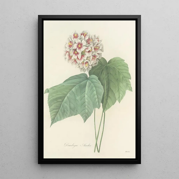 Pierre Joseph Redout - Choix des plus belles fleurs pl 036.webp