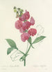 Choice of the most beautiful flowers pl 038 - Pierre Joseph Redouté — artwork view