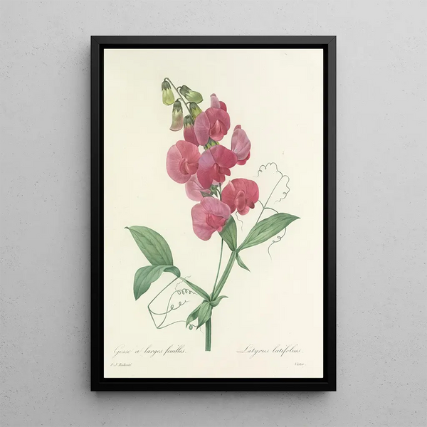 Pierre Joseph Redout - Choix des plus belles fleurs pl 038.webp