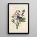 Choice of the Most Beautiful Flowers pl 039 - Pierre Joseph Redouté — framed artwork on a wall