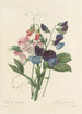 Choice of the Most Beautiful Flowers pl 039 - Pierre Joseph Redouté — artwork view